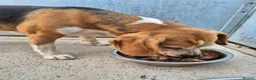 Beagle dogs for sale: 6 year old female begal  in Newark - Advert 4