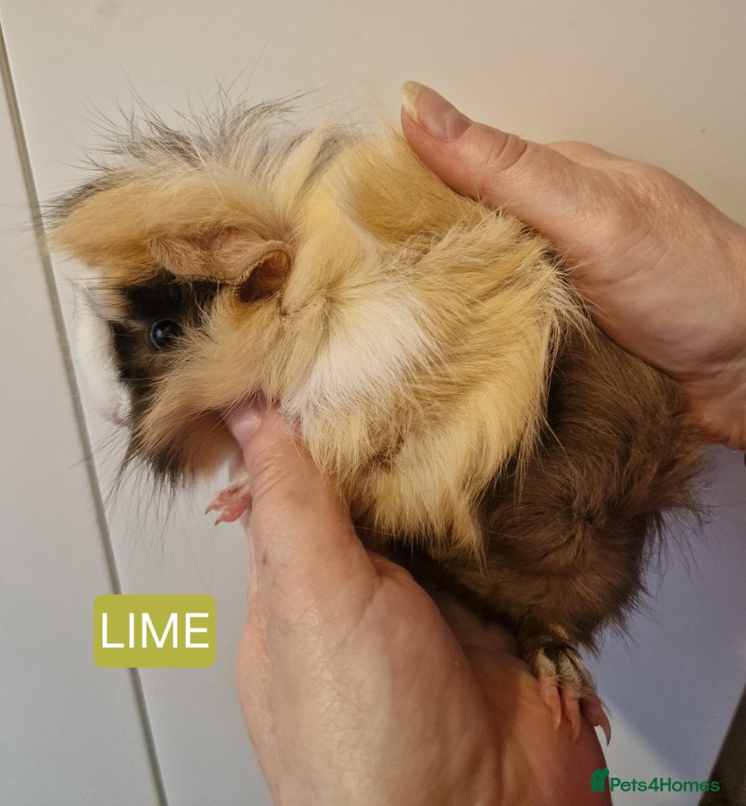 Guinea Pig rodents for sale: Female guinea pigs  - Advert 9