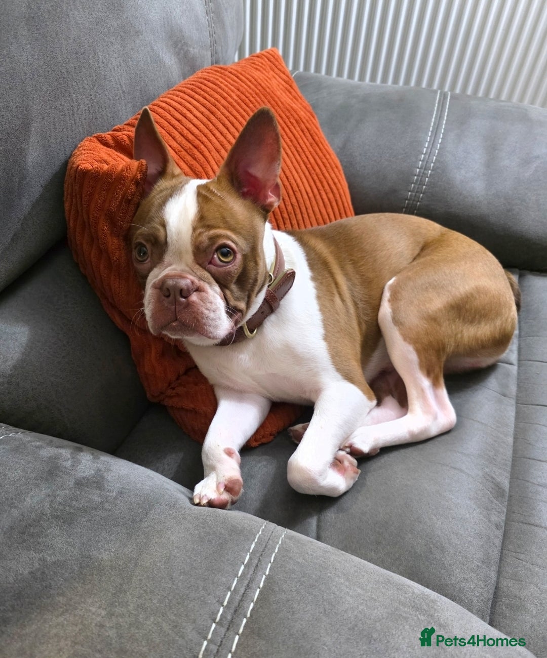 Boston Terrier dogs for sale: 2y old Boston Terrier Boy for Rehome  - Advert 1