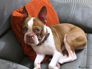 Boston Terrier dogs 2y old Boston Terrier Boy for Rehome - Advert 4