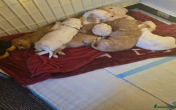 Cocker Spaniel dogs for sale: Cocker spaniel pups - Image 7