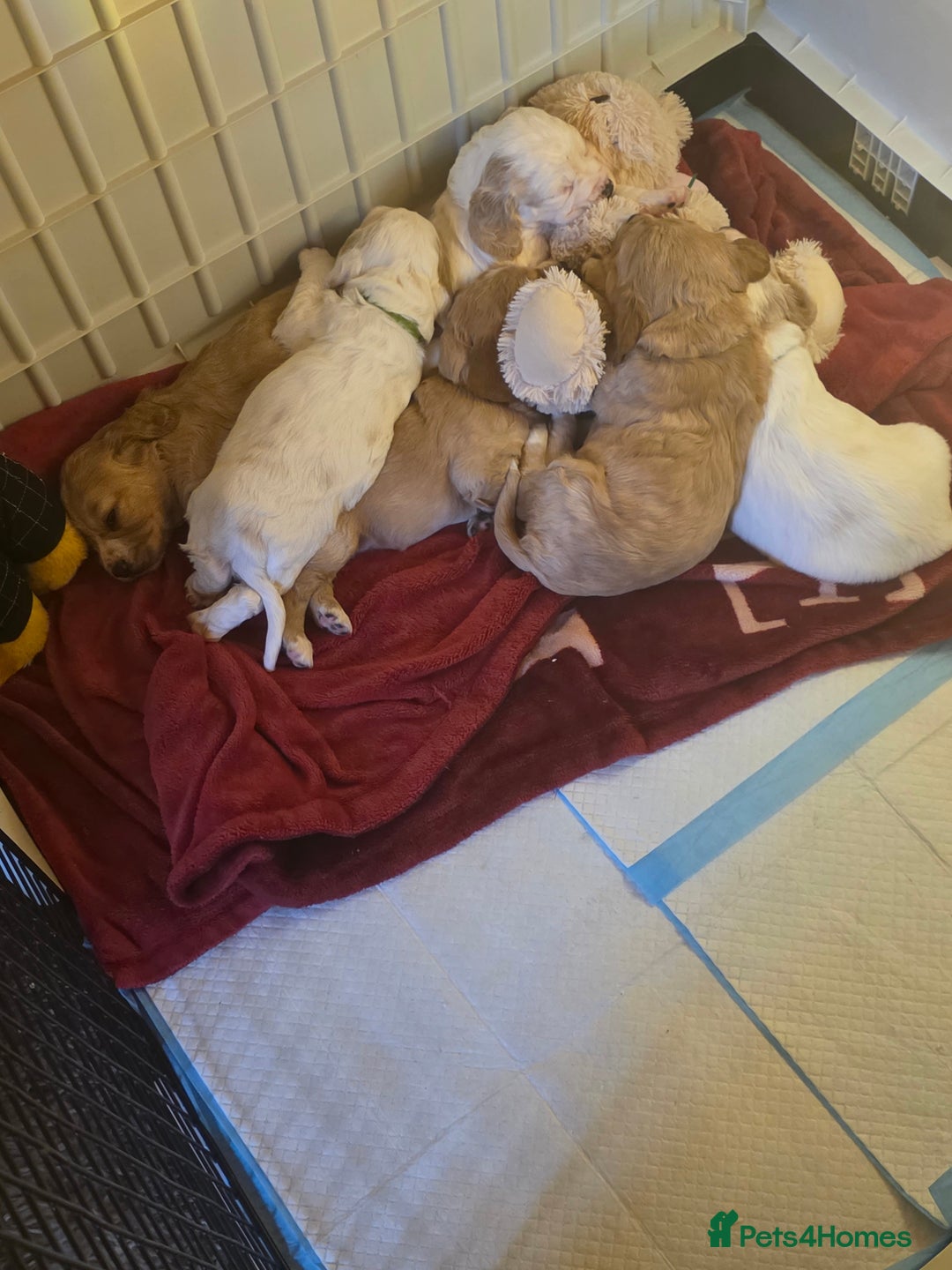 Cocker Spaniel dogs for sale: Cocker spaniel pups - Image 7