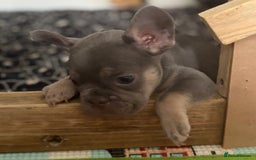French Bulldog dogs for sale: Last 3 pups available !!Kc French bulldog puppy’s  - Image 18