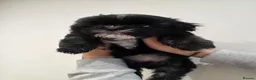 Shih Tzu dogs for sale: 6 mixed shitzu puppies  in Bridgend - Advert 13