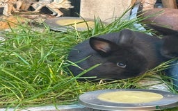 Mini Lop rabbits for sale: 5 beautiful mini lop x netherland dwarf babies - Image 6