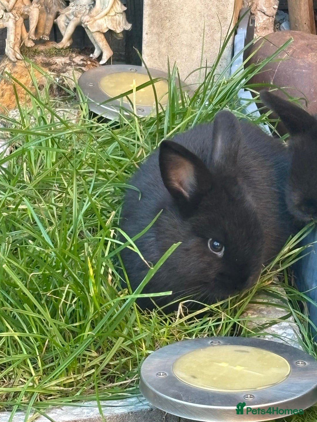 Mini Lop rabbits for sale: 5 beautiful mini lop x netherland dwarf babies - Image 6