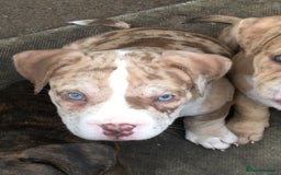American Bully dogs for sale: Micro Merle bullys - Image 14