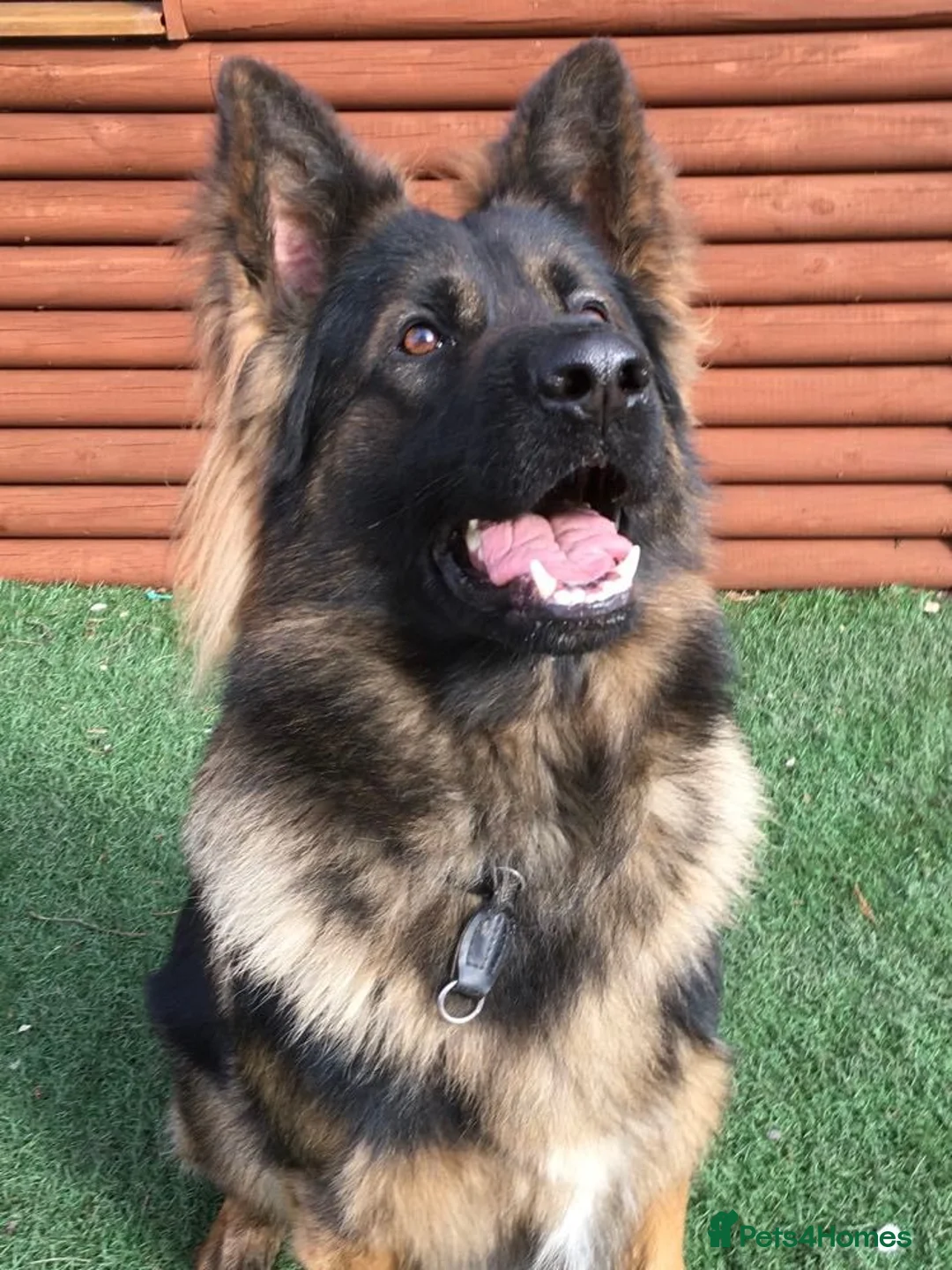 German Shepherd dogs for stud: Jerry Available At Stud Fully Health Tested Clear in Wisbech - Advert 15