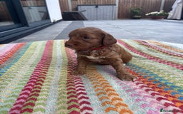 Australian Labradoodle dogs for sale: Pure Australian Labradoodle Puppies ready 30/09/25 - Image 17