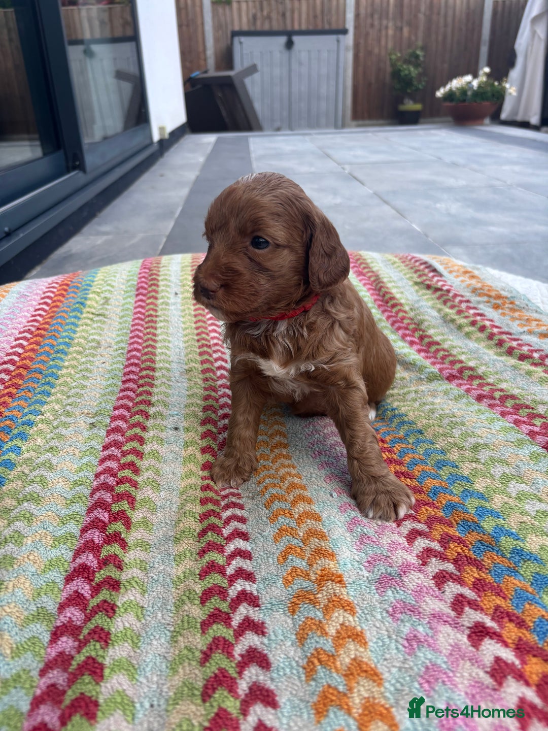 Australian Labradoodle dogs for sale: Pure Australian Labradoodle Puppies ready 30/09/25 - Image 17