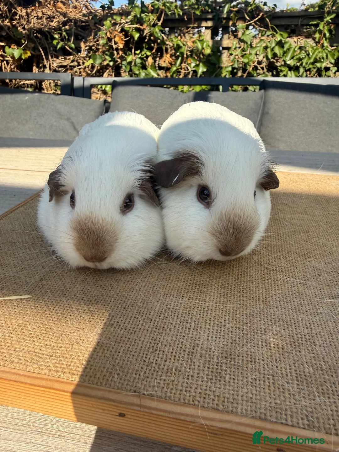 Guinea Pig rodents for sale: Pure bred Californian California sows  - Advert 2