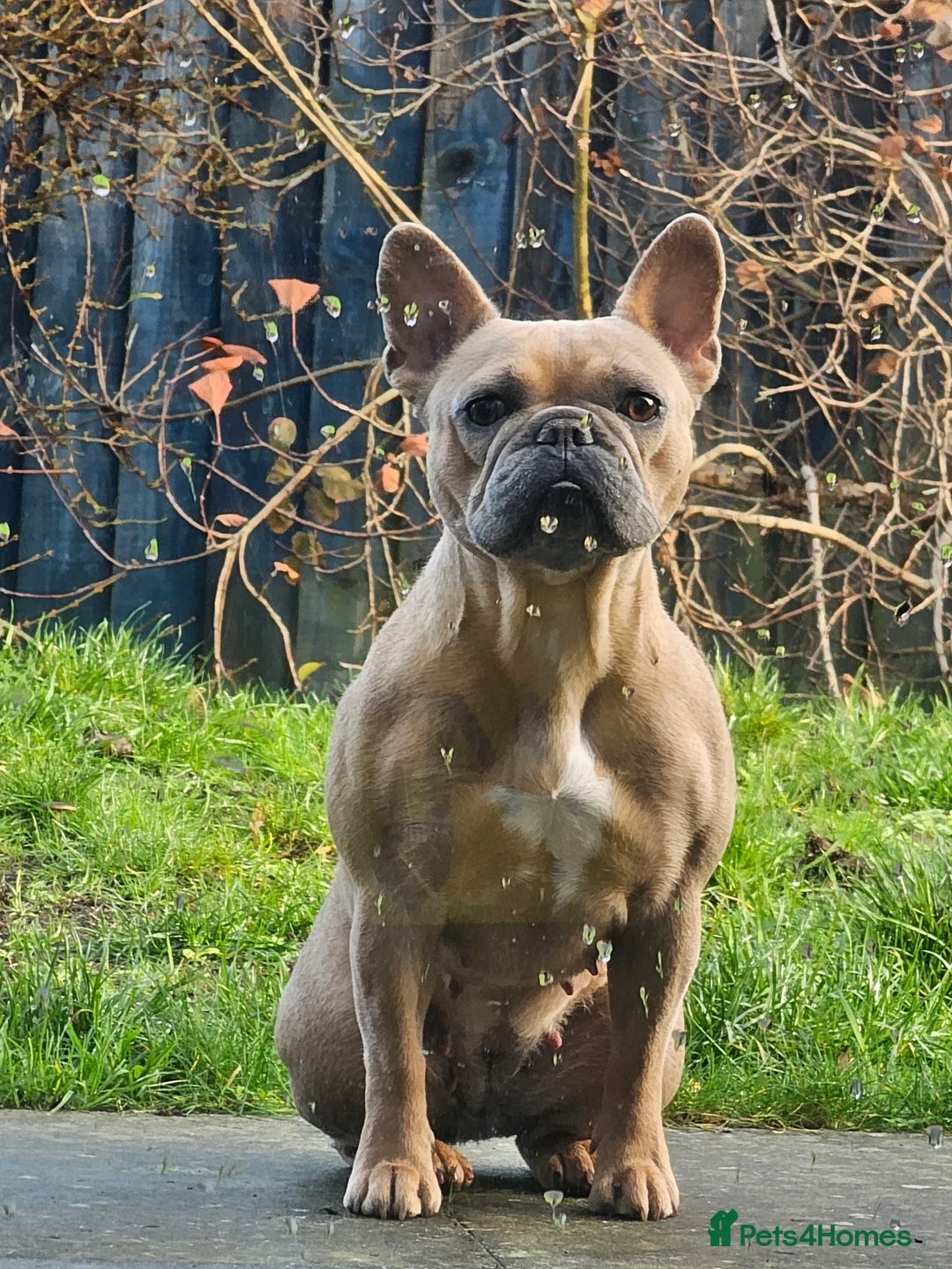 French Bulldog dogs for sale: 3 year old frenchie (not spayed) - Advert 3