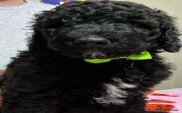 Standard Poodle dogs for sale: Stunning Standard poodles  in Loughborough - Image 30
