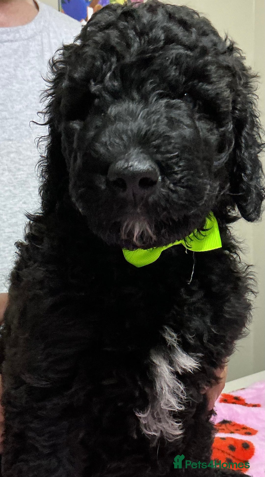 Standard Poodle dogs for sale: Stunning Standard poodles  in Loughborough - Image 30