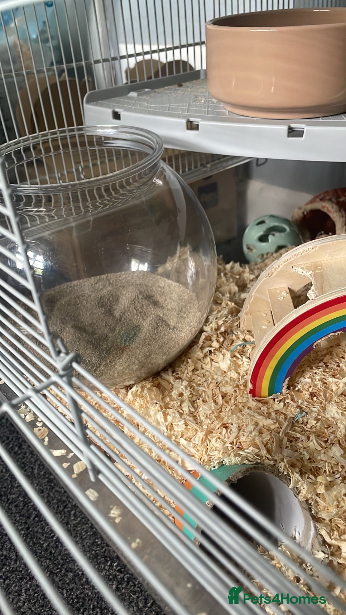 Gerbil rodents Two female gerbils for free - Advert 2