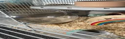 Gerbil rodents for sale: Two female gerbils for free - Advert 1