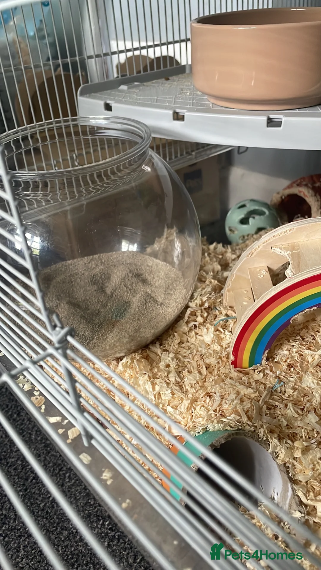 Gerbil rodents for sale: Two female gerbils for free - Advert 1