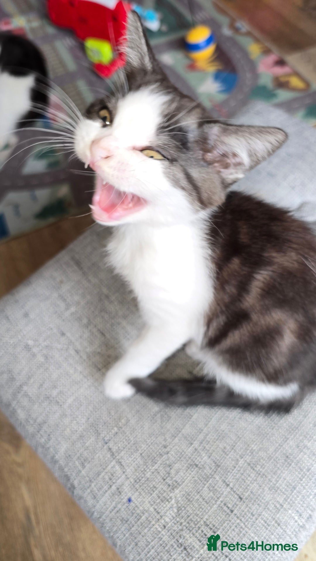 Mixed Breed cats for sale: British shorthair cross Kittens - Image 8