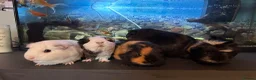 Guinea Pig rodents for sale: Female guinea pigs - Advert 6