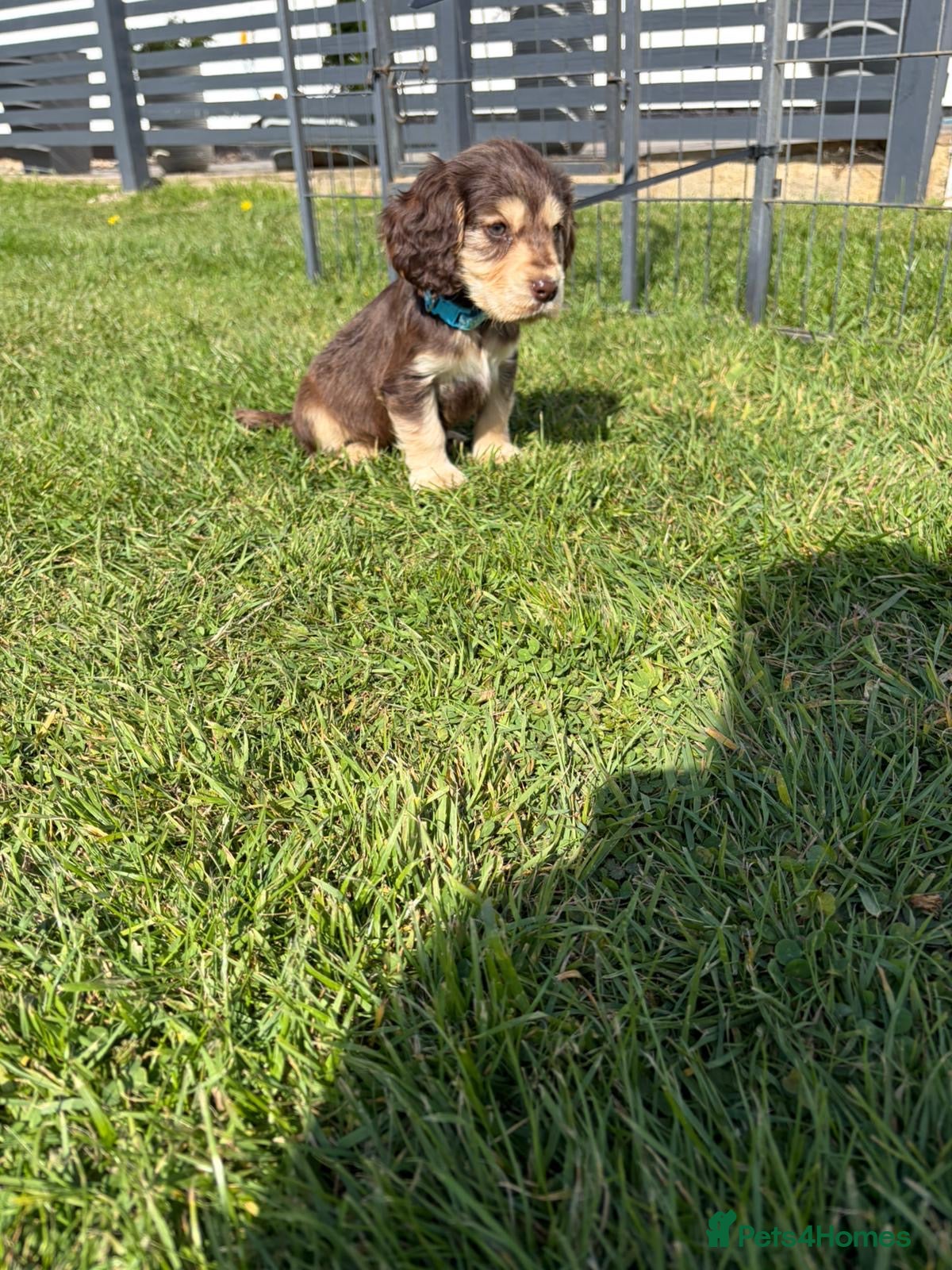 Cocker Spaniel dogs Cocker Spaniel puppies - Advert 2