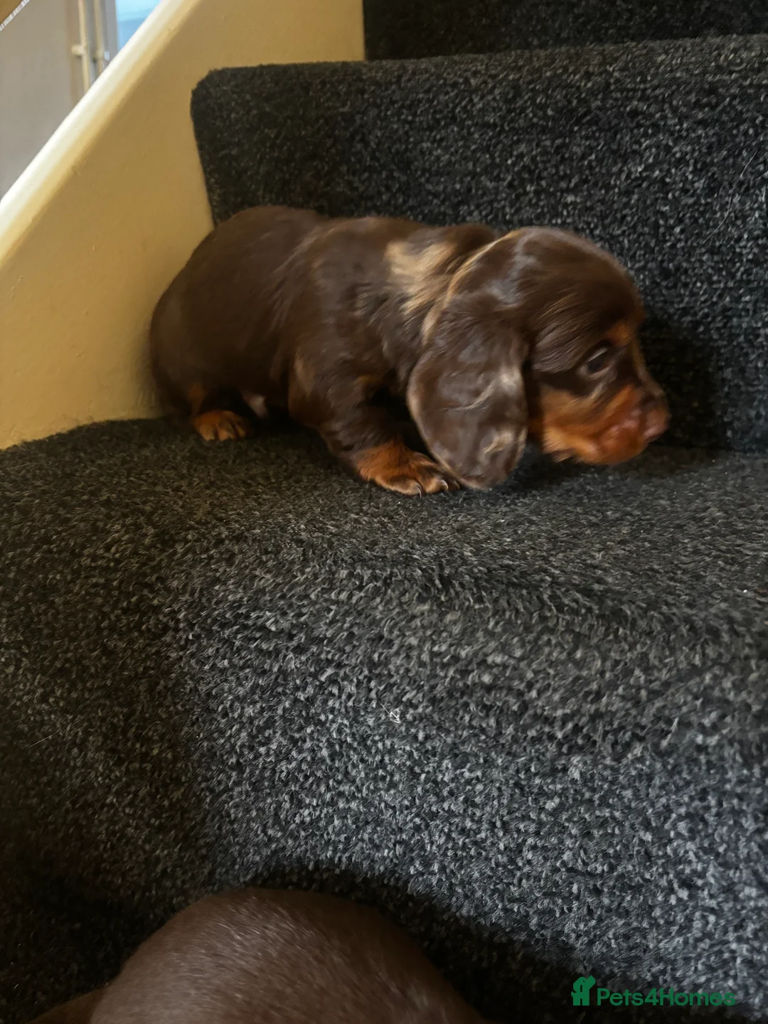 Dachshund dogs for sale: Miniature dachshund puppies 🐶long: smooth hair  - Advert 11