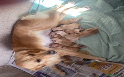 Golden Retriever dogs for sale: KC Registered Golden Retrievers  - Image 14