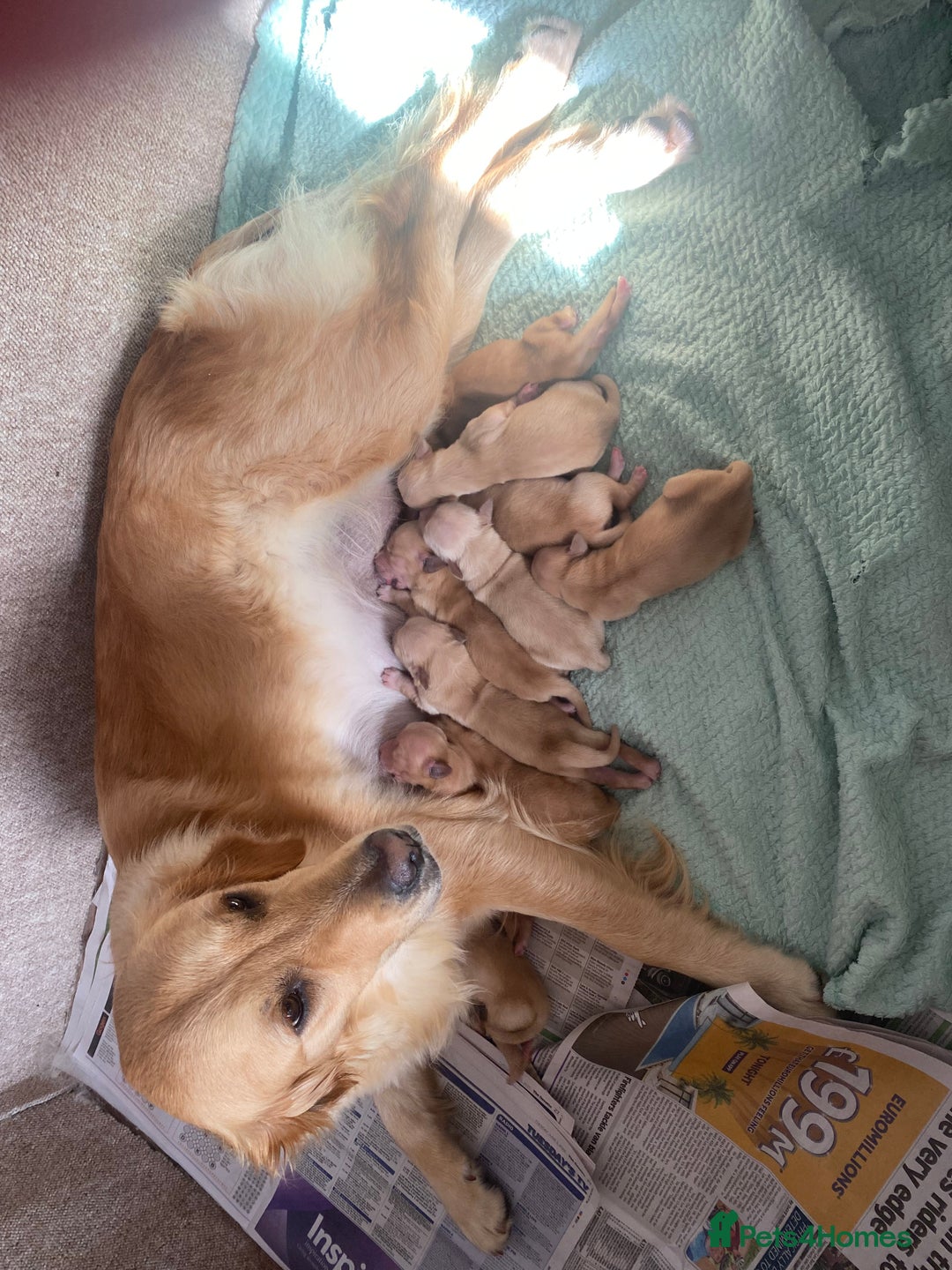 Golden Retriever dogs for sale: KC Registered Golden Retrievers  - Image 14