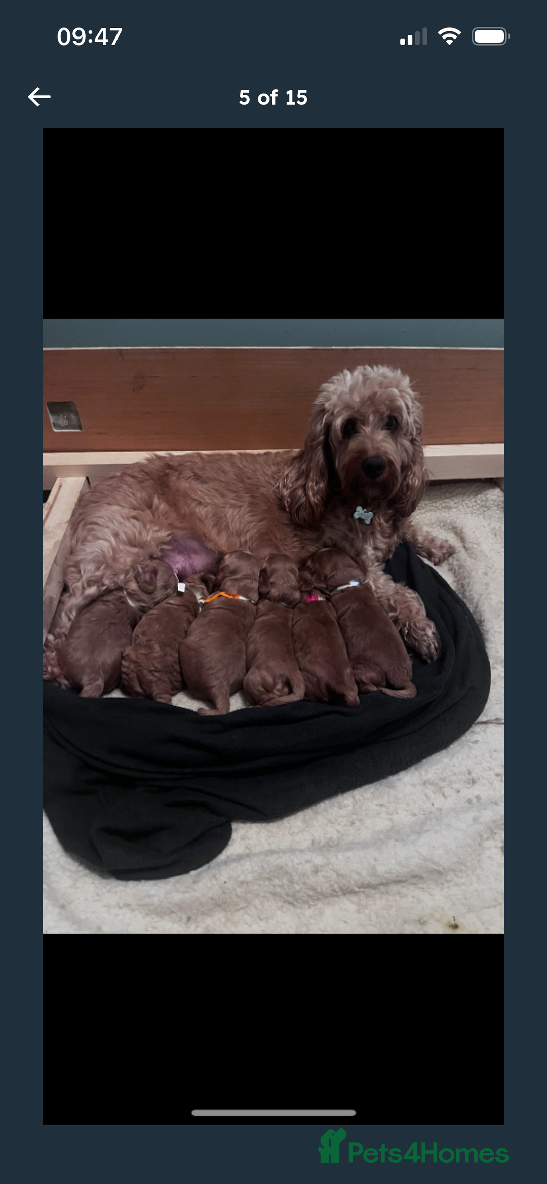 Cockapoo dogs for sale: F2 cockapoo puppies available  - Advert 14