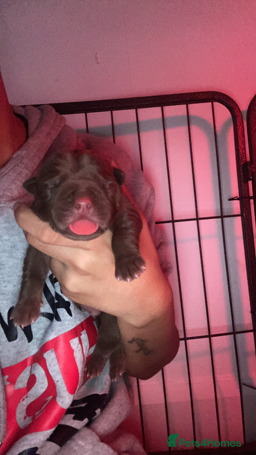 Mixed Breed dogs for sale: Chowbull pups for sale - Image 14