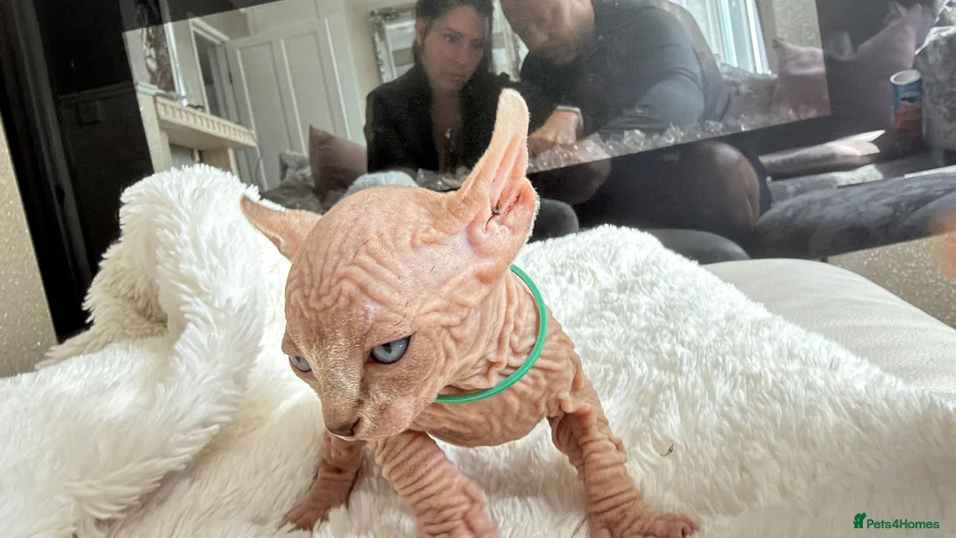 Sphynx cats for sale: 5 star kittens for 5 star homes - Advert 2