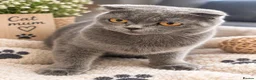 Scottish Fold cats for sale: Scottish fold kittens  - Advert 1