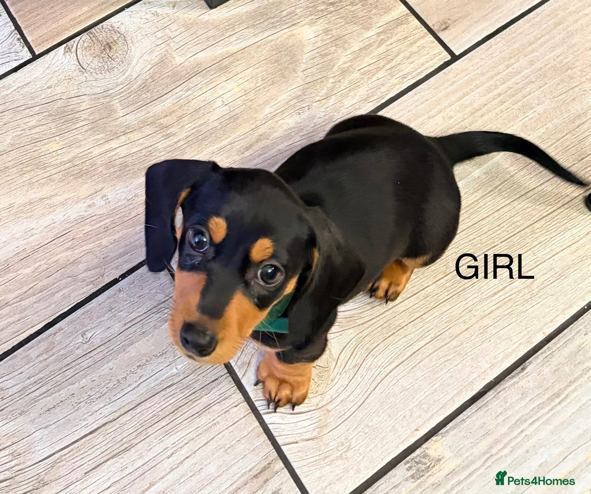 Dachshund dogs Dachshund miniature puppies 8 weeks old - Advert 4