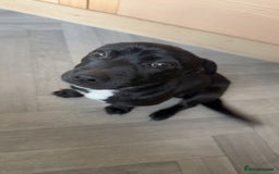 Mixed Breed dogs for sale: Loving staffy looking for forever home  - Image 4