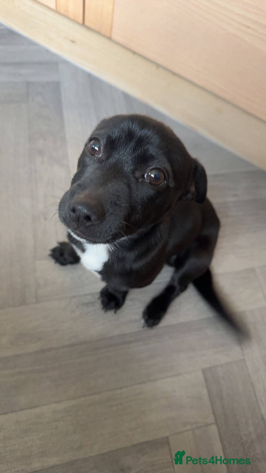 Mixed Breed dogs for sale: Loving staffy looking for forever home  - Image 4