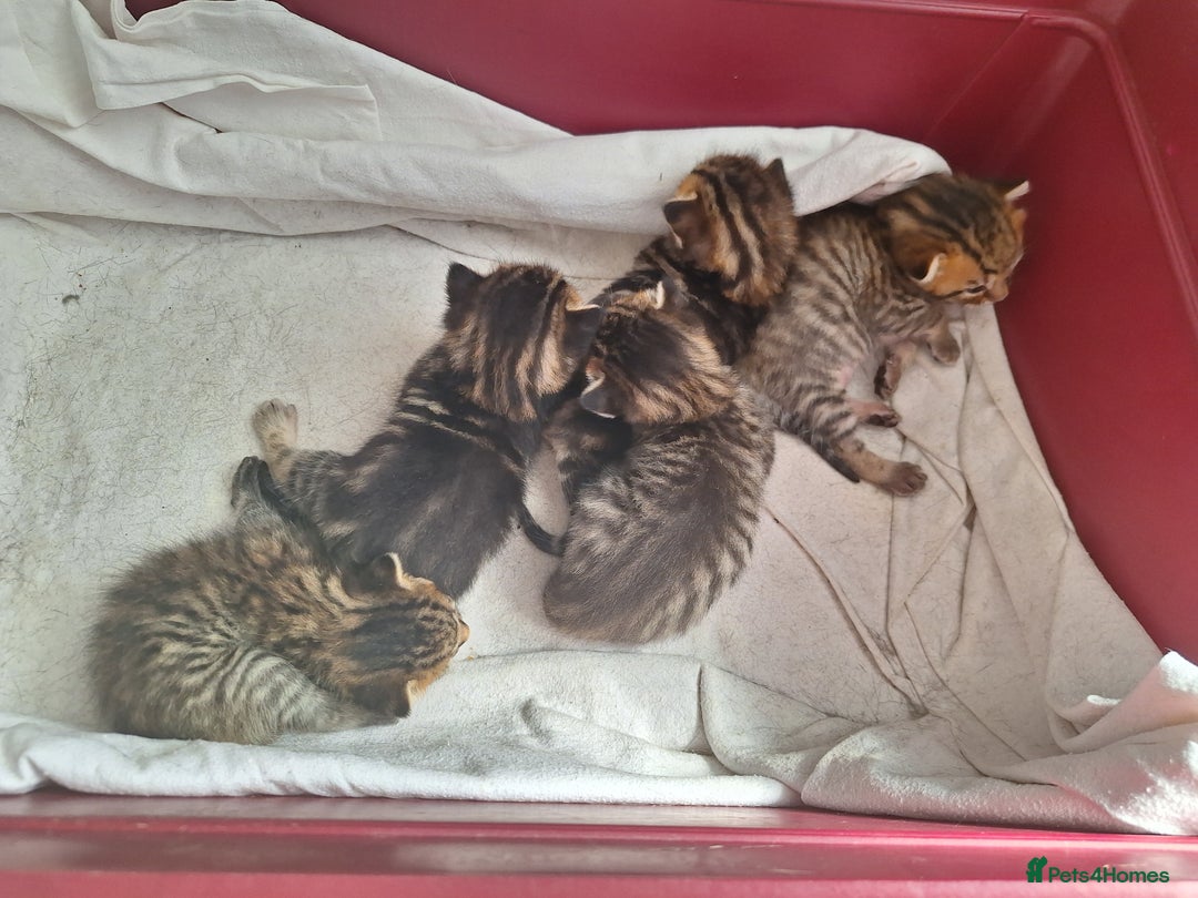 Mixed Breed cats for sale: Half Bengal kittens  - Image 4