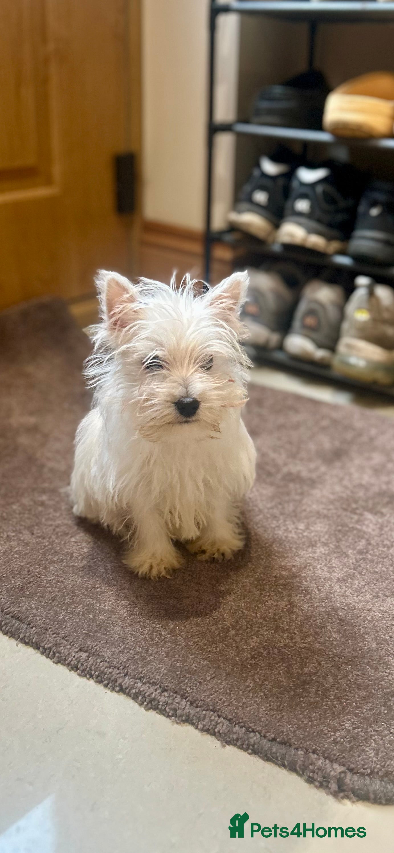 West Highland Terrier dogs 🐾💙Very Handsome Westie Boy Ready Now 💙🐾 - Advert 1