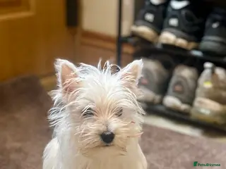 West Highland Terrier dogs 🐾💙Very Handsome Westie Boy Ready Now 💙🐾 - Advert 1