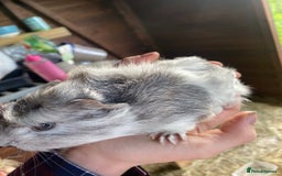 Guinea Pig rodents for sale: Gorgeous Well Handles Sisters  - Advert 3