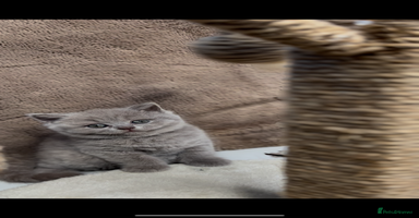 British Shorthair cats - Advert 1