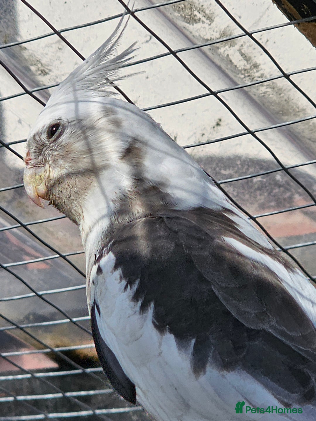Mixed Breed birds for sale: Swansons rainbow lorikeet  - Image 3