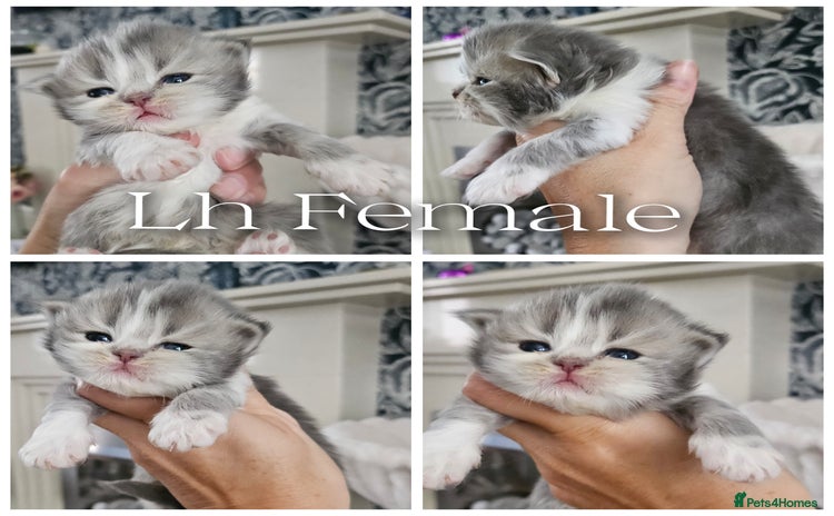 British Longhair cats - Advert 1