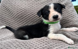 Border Collie dogs for sale: Border Collie Puppies for sale - Image 11