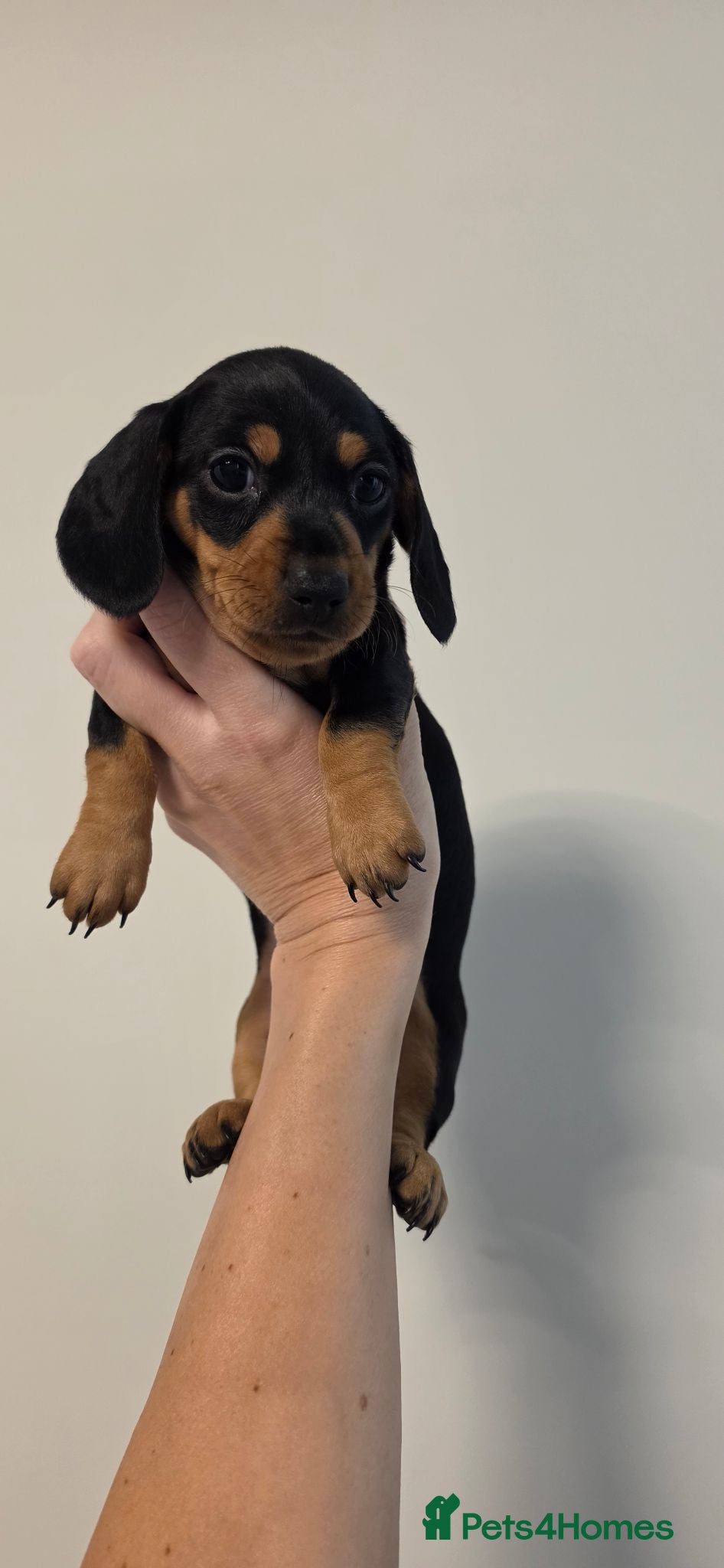 Miniature Dachshund dogs **Last Pup** Beautiful miniature Dachaunds  - Advert 19