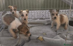 Mixed Breed dogs for sale: York’s x jackrussel puppy’s for sale - Advert 3