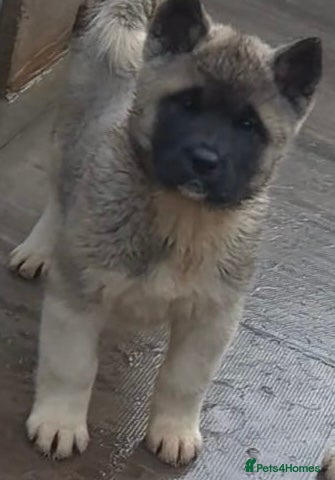 Akita dogs Akita Pups.  - Advert 6