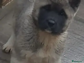 Akita dogs Akita Pups. - Advert 6