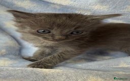 Ragdoll cats for sale: Stunning Ragdoll kittens super affectionate  - Image 12