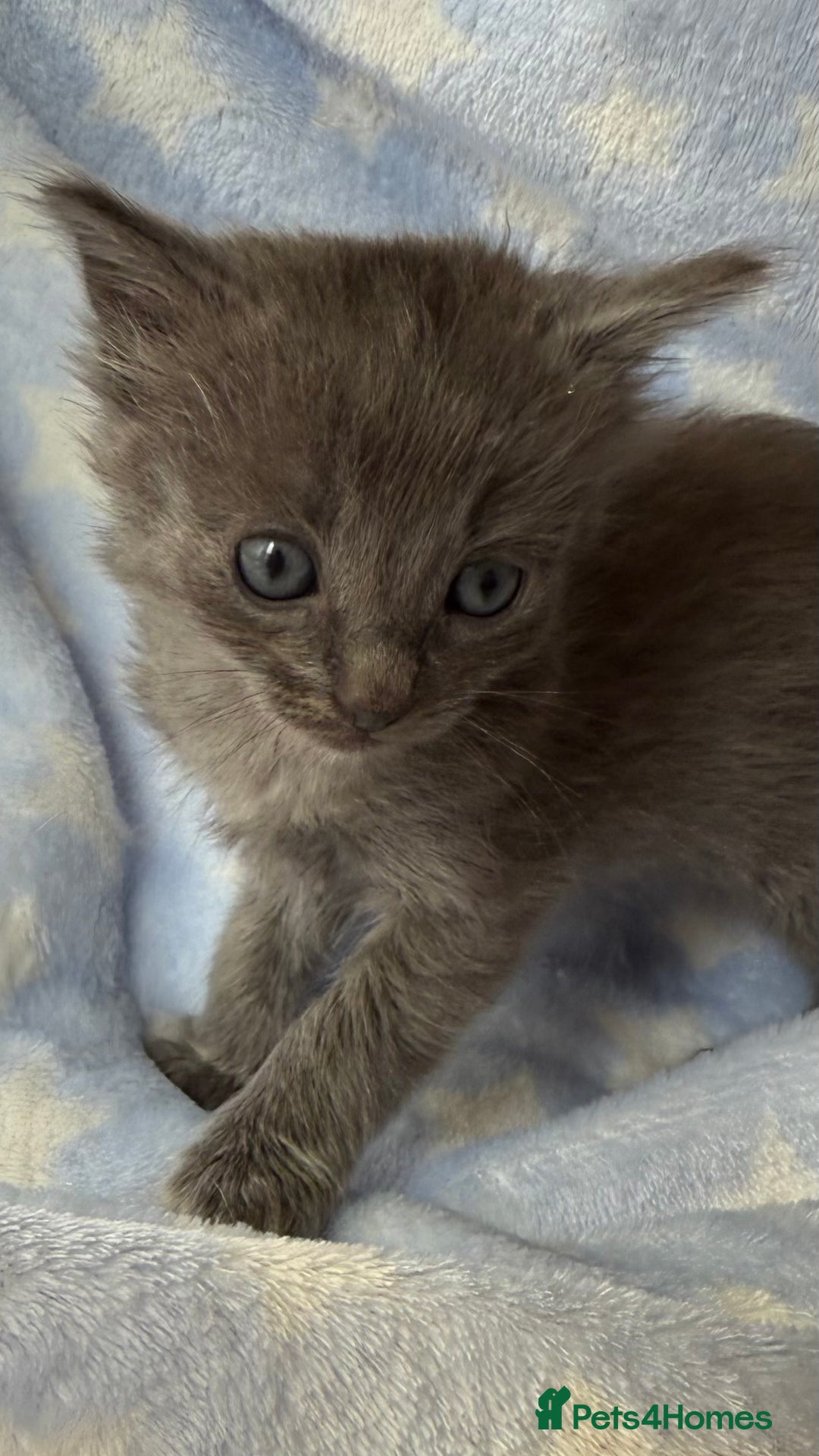 Ragdoll cats for sale: Stunning Ragdoll kittens super affectionate  - Image 12