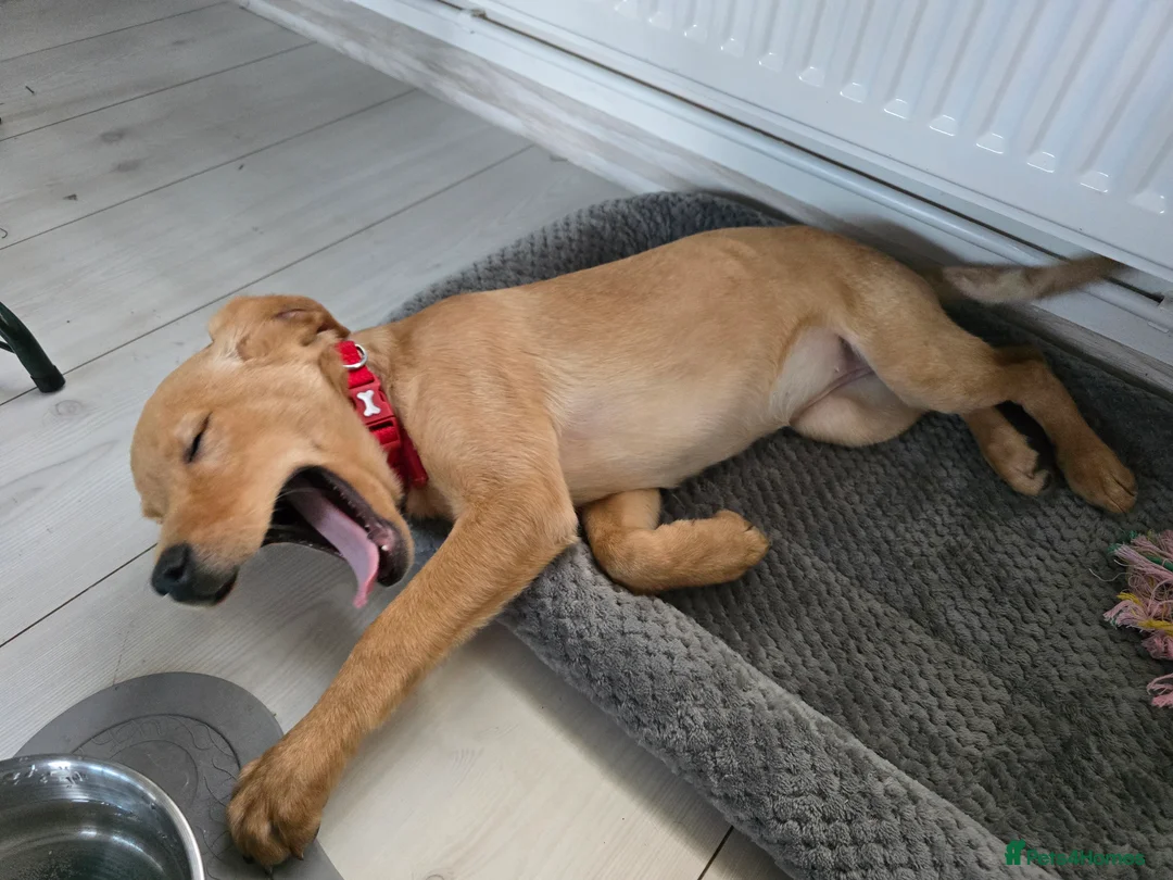 Labrador Retriever dogs for sale: Yellow-and-red RKC Registered Labrador puppie - Advert 3