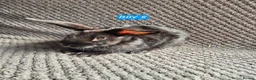 Mini Lion Lop rabbits for sale: Mini Lion Lop Bunnies - Advert 7